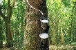 Giá cao su kỳ hạn tại Tokyo ngày 24/5 giảm xuống mức thấp nhất gần 3 tháng